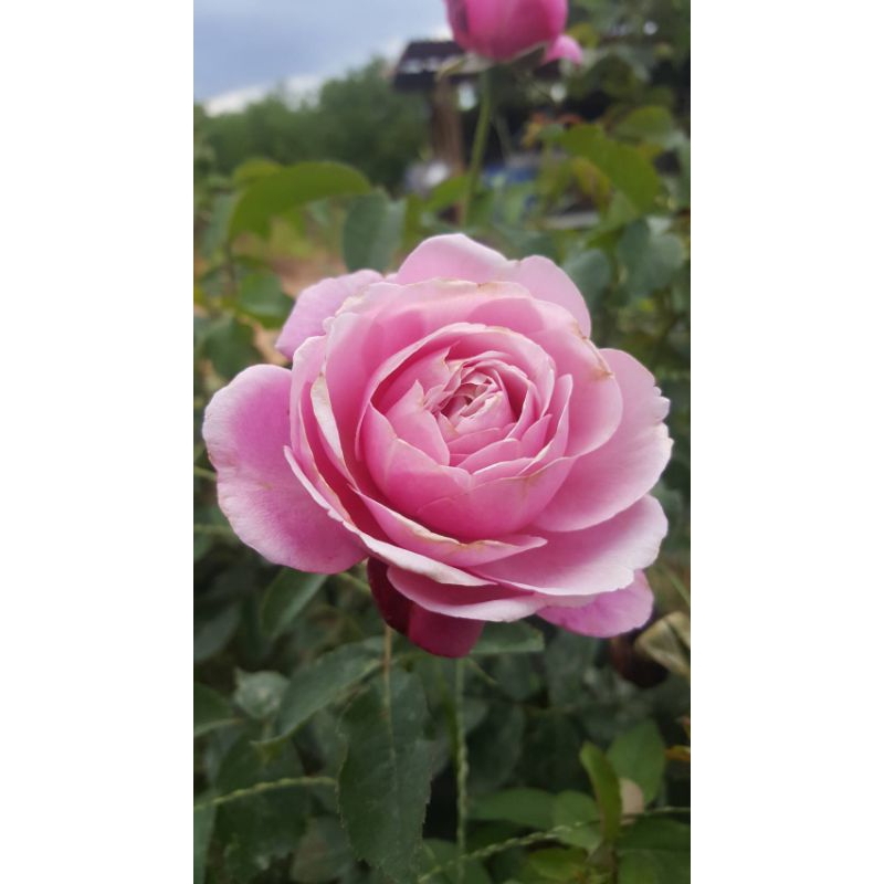 ชัวเอม กุหลาบสีชมพูกลิ่นหอมแรง