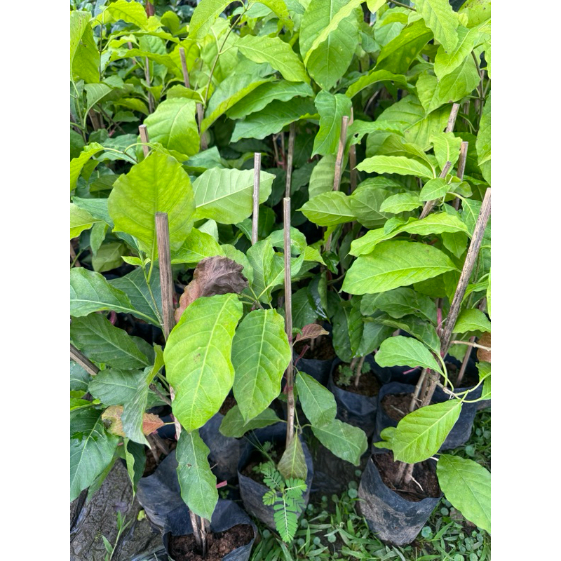 ต้นชมนาด 🌱 พร้อมปลูก เกิดการเสียหาย รับผิดชอบทุกกรณี