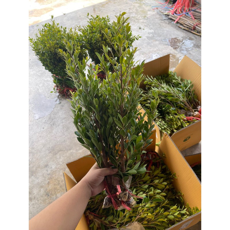 เซทไทรเกาหลี 50 กิ่ง 490 บาท🌱 #แถมฟรี5