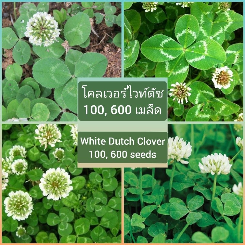 เมล็ดโคลเวอร์ไวท์ดัช ออร์แกนิค [1,500--15,000 เมล็ด] Organic White Dutch Clover [1,500--15,000 seeds]