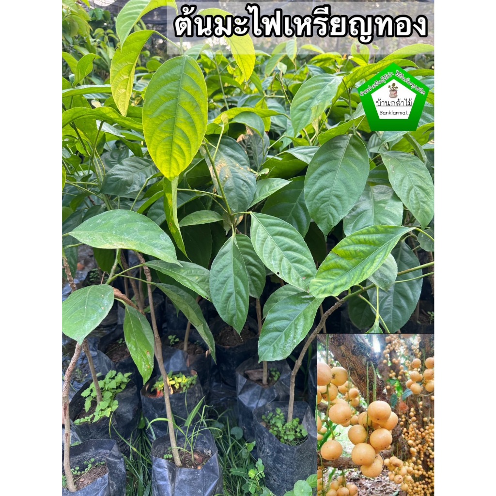 ต้นมะไฟเหรียญทอง 🎉ต้นแข็งแรง 🌿 สินค้าเสียหาย แจ้งทางร้านได้เลยจ้า