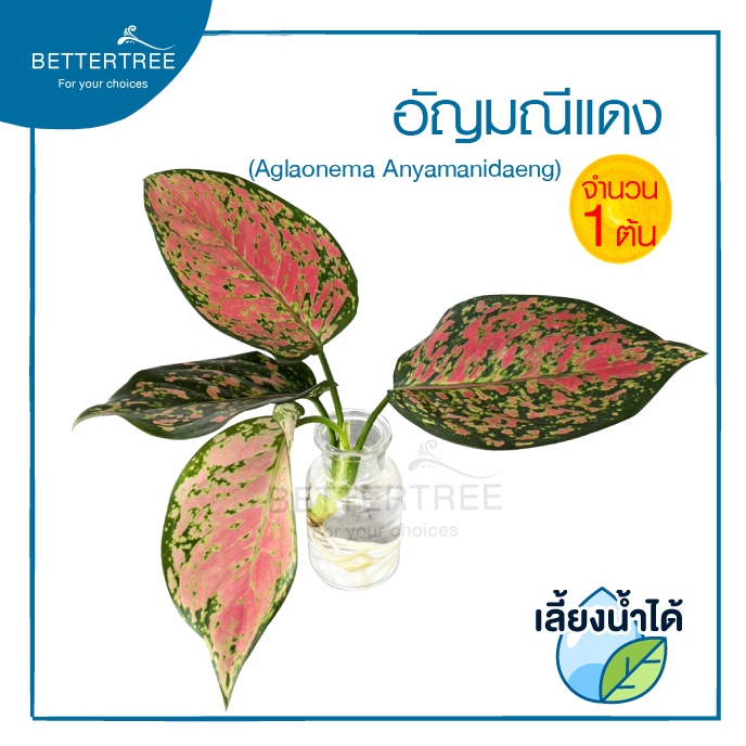 อัญมณีแดง (จำนวน 1 ต้น) สามารถเลี้ยงน้ำได้💧ต้นไม้ฟอกอากาศ ไม้มงคล
