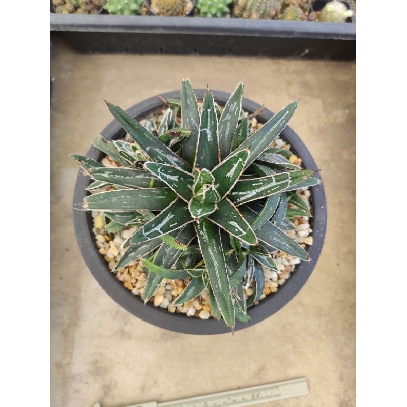 Agave Victoriae-reginae ส่งต้นที่ลงขาย/ส่งทั้งกระถาง