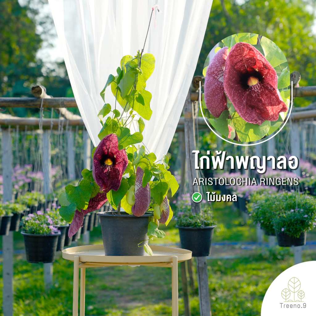 Treeno.9 T171 ไก่ฟ้าพญาลอ (Aristolochia ringens) กระถางแขวน 8 นิ้ว สูง 80-90 ซม. ไม้ประดับ ต้นพุ่มใหญ่พร้อมดอกใหญ่ สวยงาม