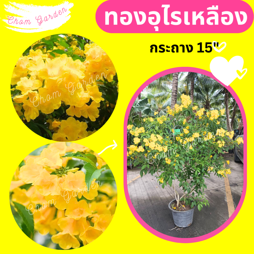 ต้นทองอุไรสีเหลือง กระถาง 15 นิ้ว