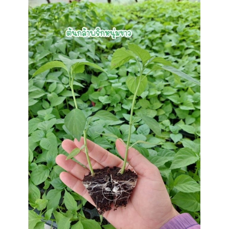 🌱ต้นกล้าพริกหนุ่มขาว(Young white chili seedlings]