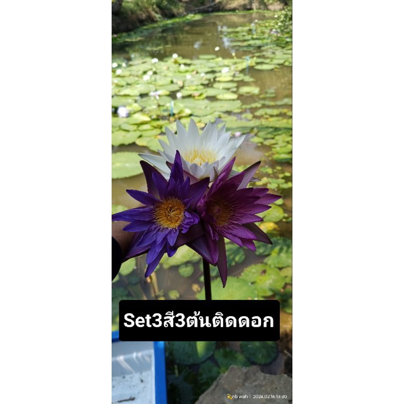 บัวผัน3สีแพ็ค3ต้น79บาทสีขาว,สีม่วง,สีชมพู