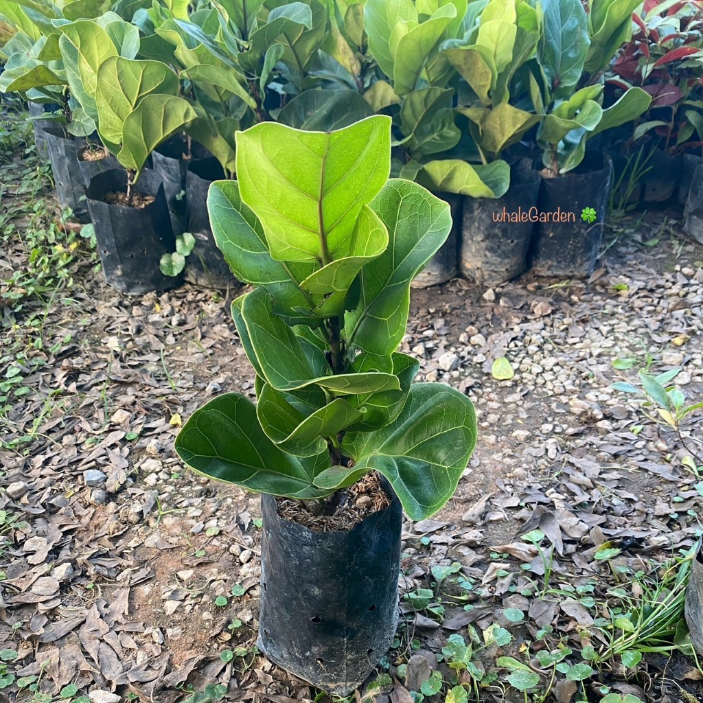 ไทรใบสัก ต้นไทรใบสัก Fiddle Fig ไม้ในบ้าน ฟอกอากาศ (รับประกัน ส่งใหม่ฟรี หากสินค้าเเสียหาย!!)