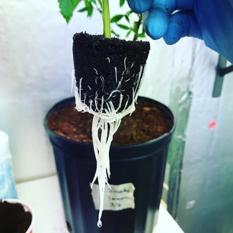 Root Riot Cube นำเข้าแท้ 100% แบ่งขาย