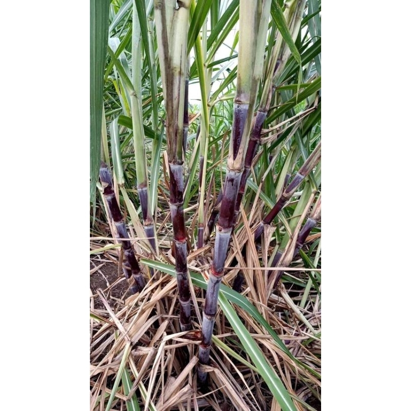 อ้อยเมอร์ริชาร์ดท่อนพันธุ์คุณภาพตัดใหม่ทุกวันค่ะ 👉1 ชุด 10 ข้อตารสชาติหวาน หอม ซั่งนิ่ม ปลูกดูแลง่าย โตเ - รูปที่ 3