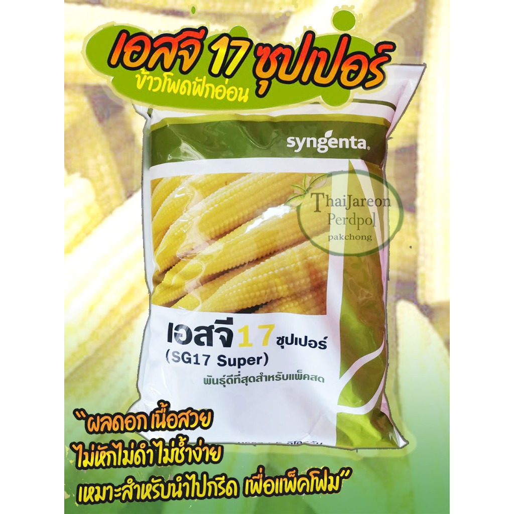 ข้าวโพดฝักอ่อน SG17 ซุปเปอร์ 5 กิโล ข้าวโพดแอ้ ลูกผสม Syngenta