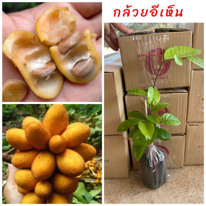 ต้นกล้วยเห็น หรือ กล้วยอีเห็น หรือหมากนมแมว ผลไม้ป่าหายาก ปลูกง่าย