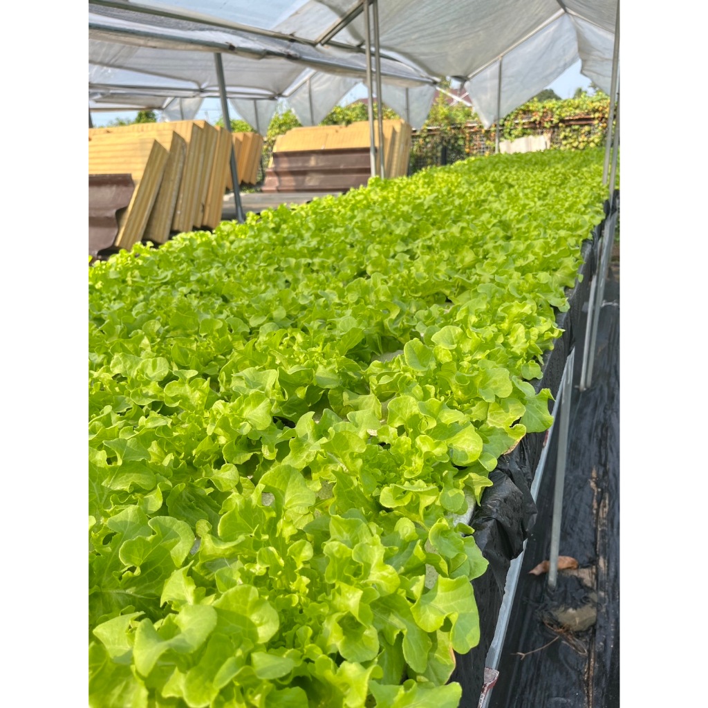 [ครบชุด]ชุดกล่องปลูกผัก  ไฮโดรโปนิกส์ กล่องโฟม ปลูกผักไฮโดรโปนิกส์ hydroponic รูปที่ 2