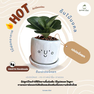 ต้นไม้มงคล พร้อมกระถางลายหน้ายิ้ม🪴🥰✨ ตั้งโต๊ะทำงานฟอกอากาศ