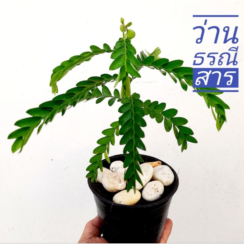 ว่านธรณีสาร ส่งใส่ถุงเพาะชำ
