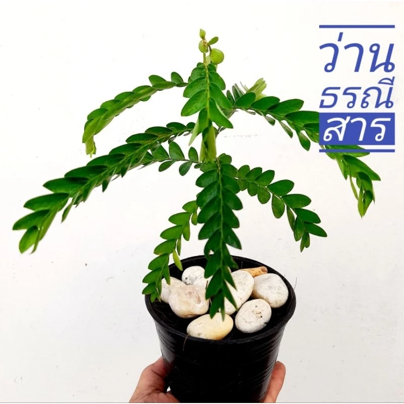 ว่านธรณีสาร ส่งใส่ถุงเพาะชำ