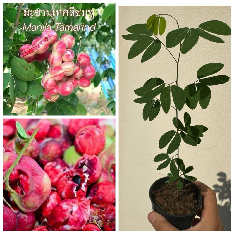 มะขามเทศ Manila Tamarind Manila tamarind พันธุ์สีชมพู ฝักใหญ่ เนื้อหวานมัน ต้นกล้าเเข็งเเรงพร้อมปลูก ขนาดต้น 30-40cm.