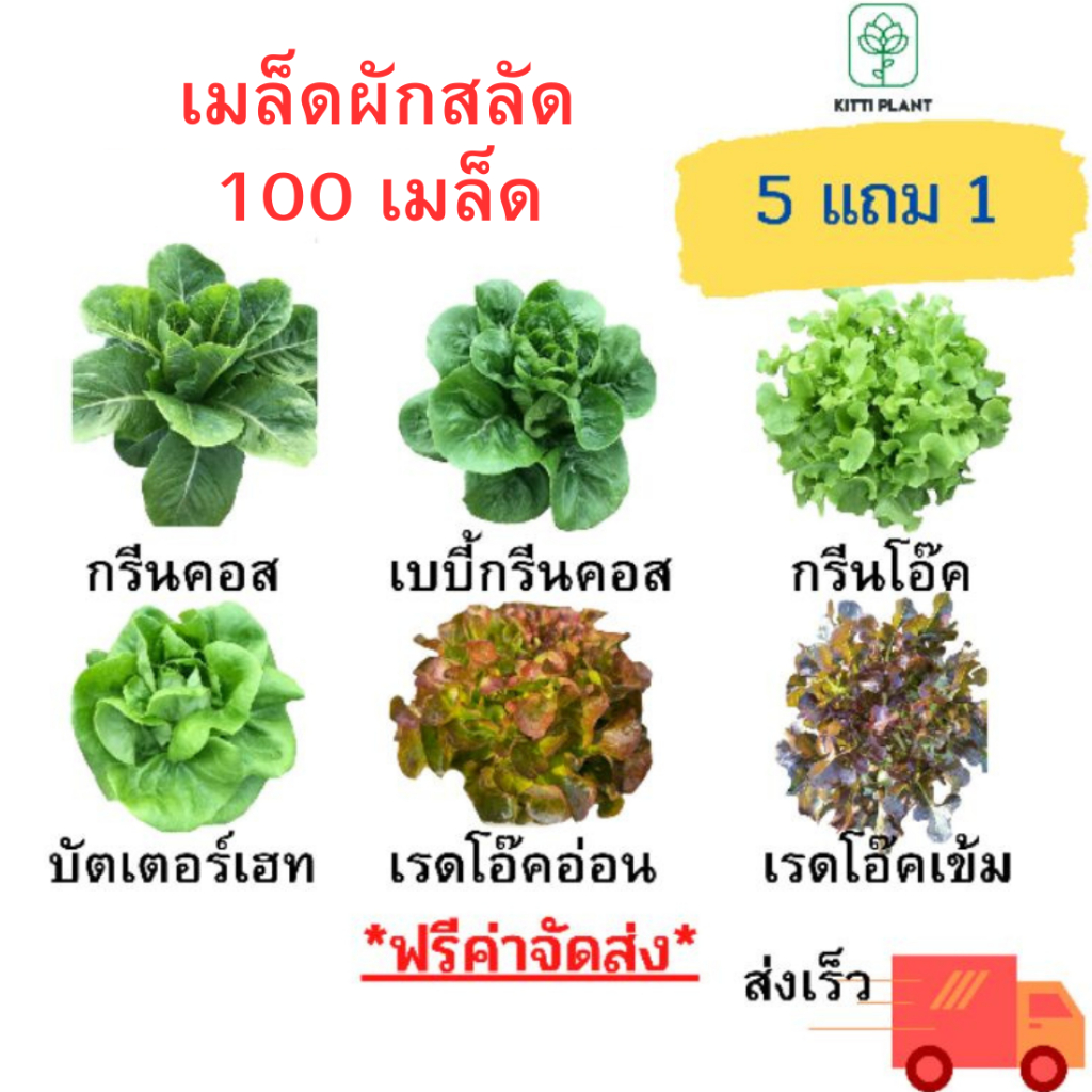 เมล็ดผักสลัด 100 เมล็ด ส่งฟรี ราคาสุดคุ้ม 5แถม1
