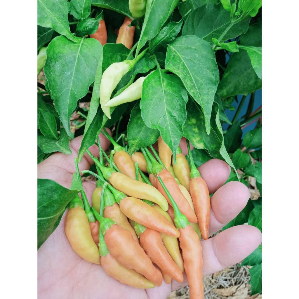 (ซื้อ 4 ซองแถม 1) 200เม็ด/ซอง เมล็ดพันธุ์พริกเครือโบราณ พริกต้น ทนโรค ลำต้นแข็งแรง ปลูกครั้งเดียวเก็บได้หลายปี