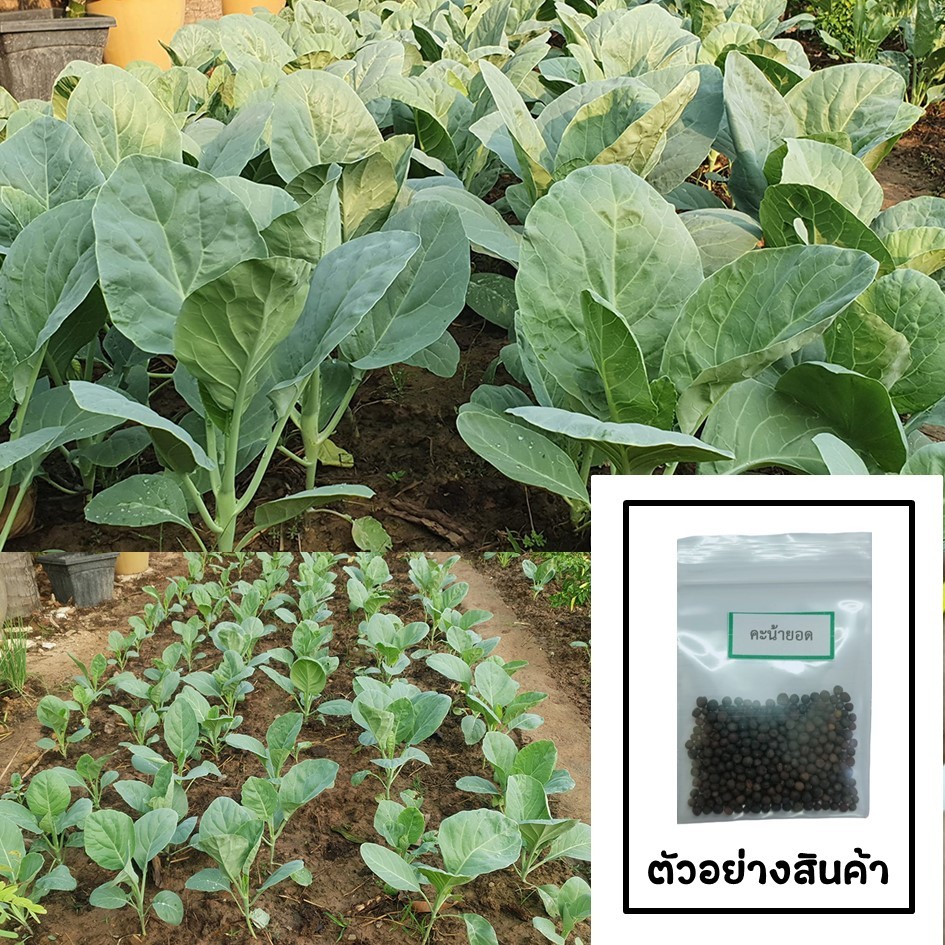 เมล็ดคะน้ายอด 200 เมล็ด 🌱 ซื้อ 10 แถม 2 คละได้ 💥 เลือกของแถมได้ คิดถึงเมล็ดผัก คิดถึง skinsun