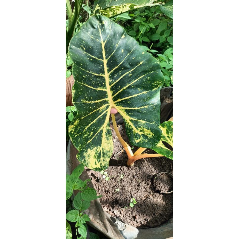 Alocasia new guinea gold