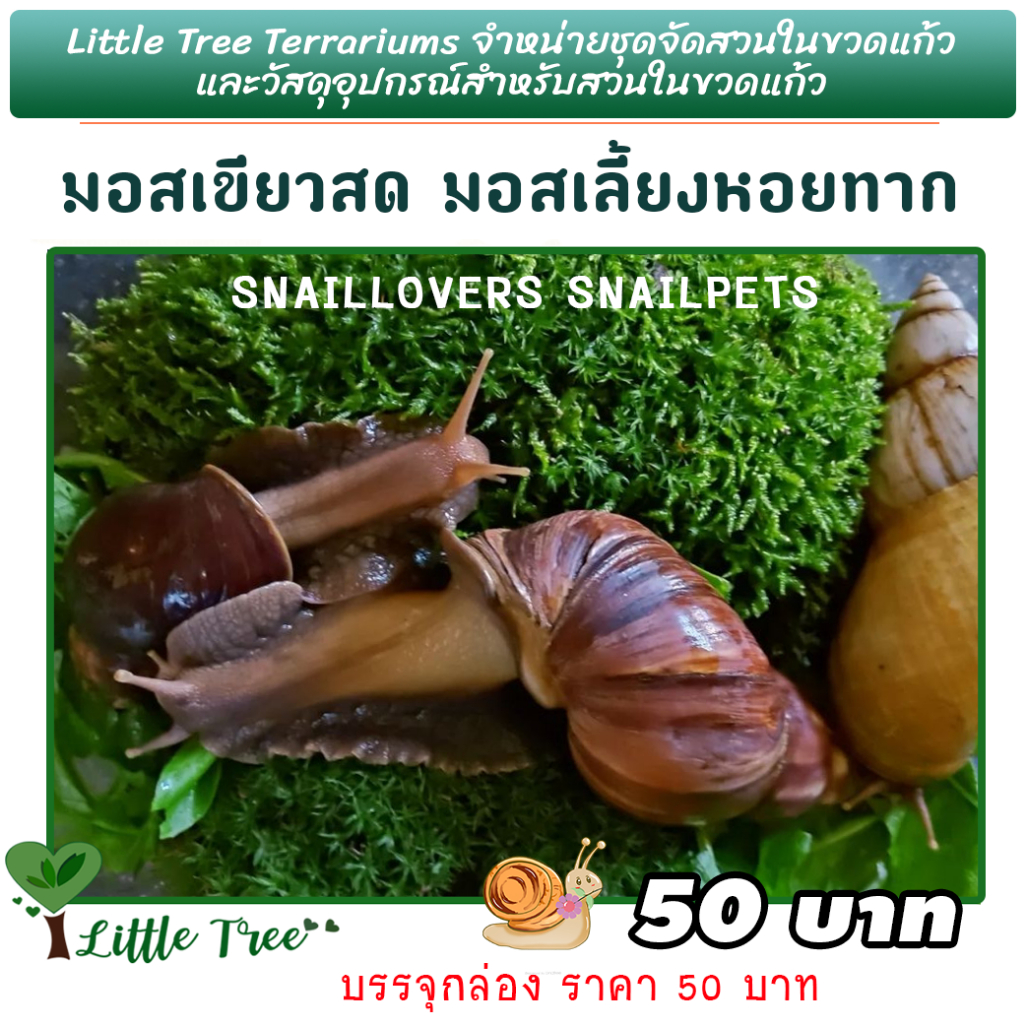 มอสเขียวสด มอสเลี้ยงหอยทาก กล่องละ 50 บาท เลี้ยงหอยทากได้ทุกชนิด