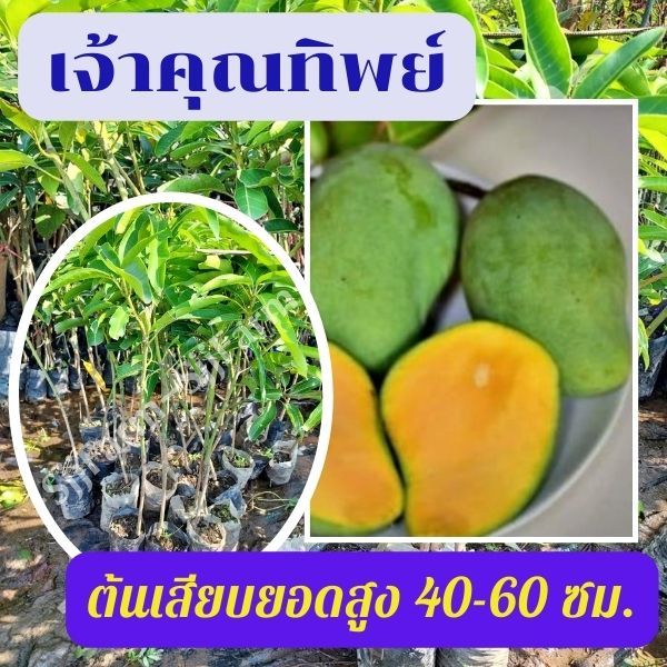 มะม่วงเจ้าคุณทิพย์ 1 ต้น ต้นเสียบยอด พร้อมส่ง