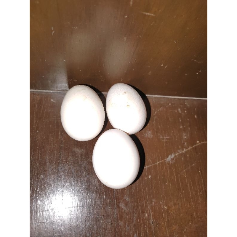 "ไข่เชื้อ" ไข่ไก่แจ้ญี่ปุ่นสายพันธุ์แท้ (สุ่มสี)