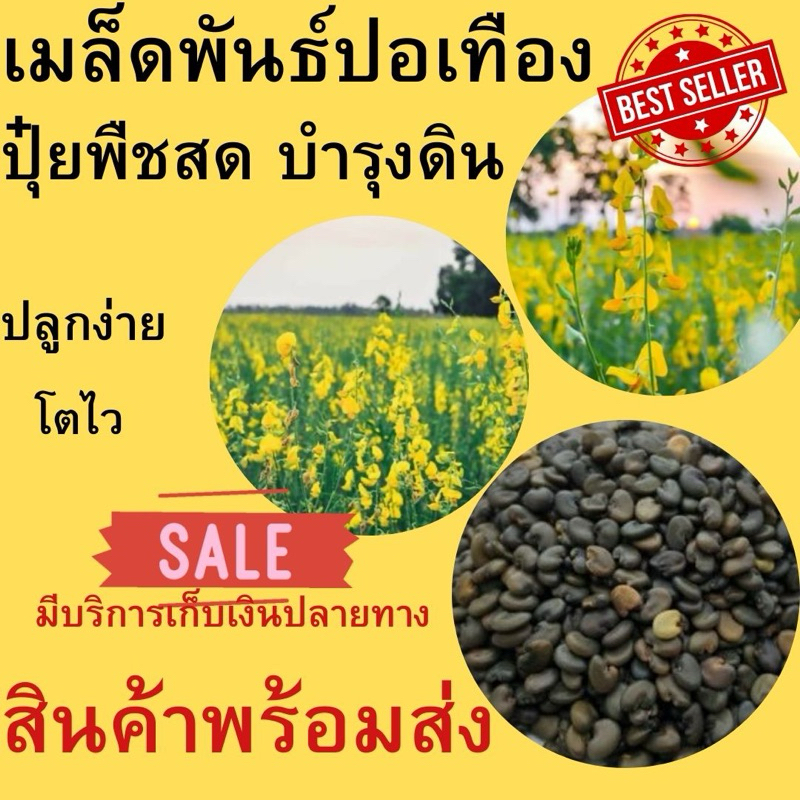 ปอเทืองใหม่ แบบแห้ง 1 กก.