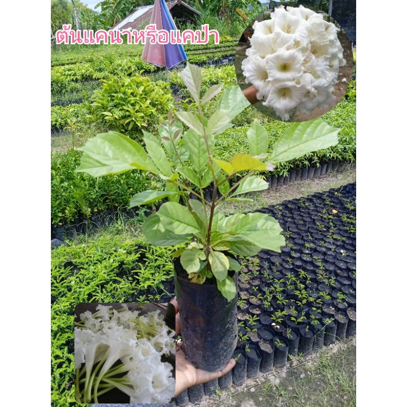 ต้นแคนาหรือแคป่า แคขาว(ซื้อ 4 ถุงแถม 1 ถุง)ใช้เป็นร่มเงา ดอกสีขาวสวย