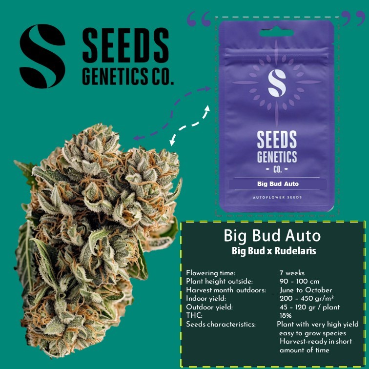 Big Bud Autoflower - Seeds Genetics