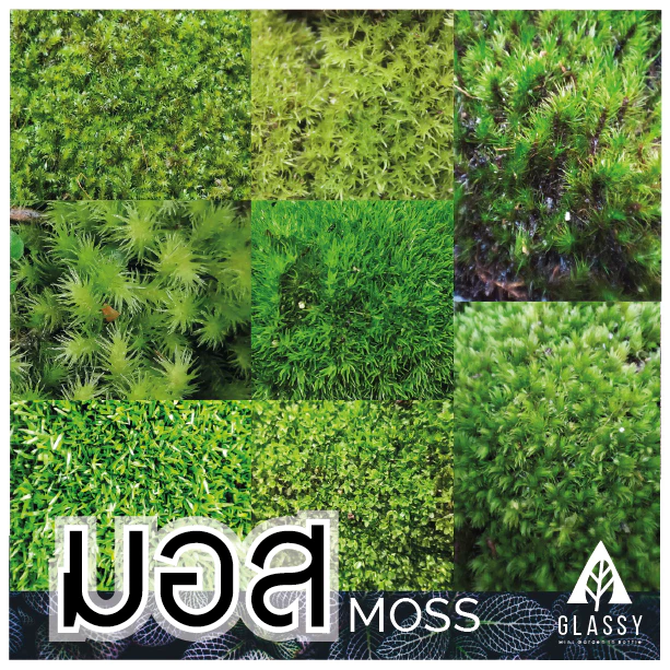 มอสสด พร้อมส่งหลายชนิด Moss จัดสวนขวด จัดตู้ชื้นน้ำตก ตู้ไม้น้ำ Terrarium มอสสดสะอาด