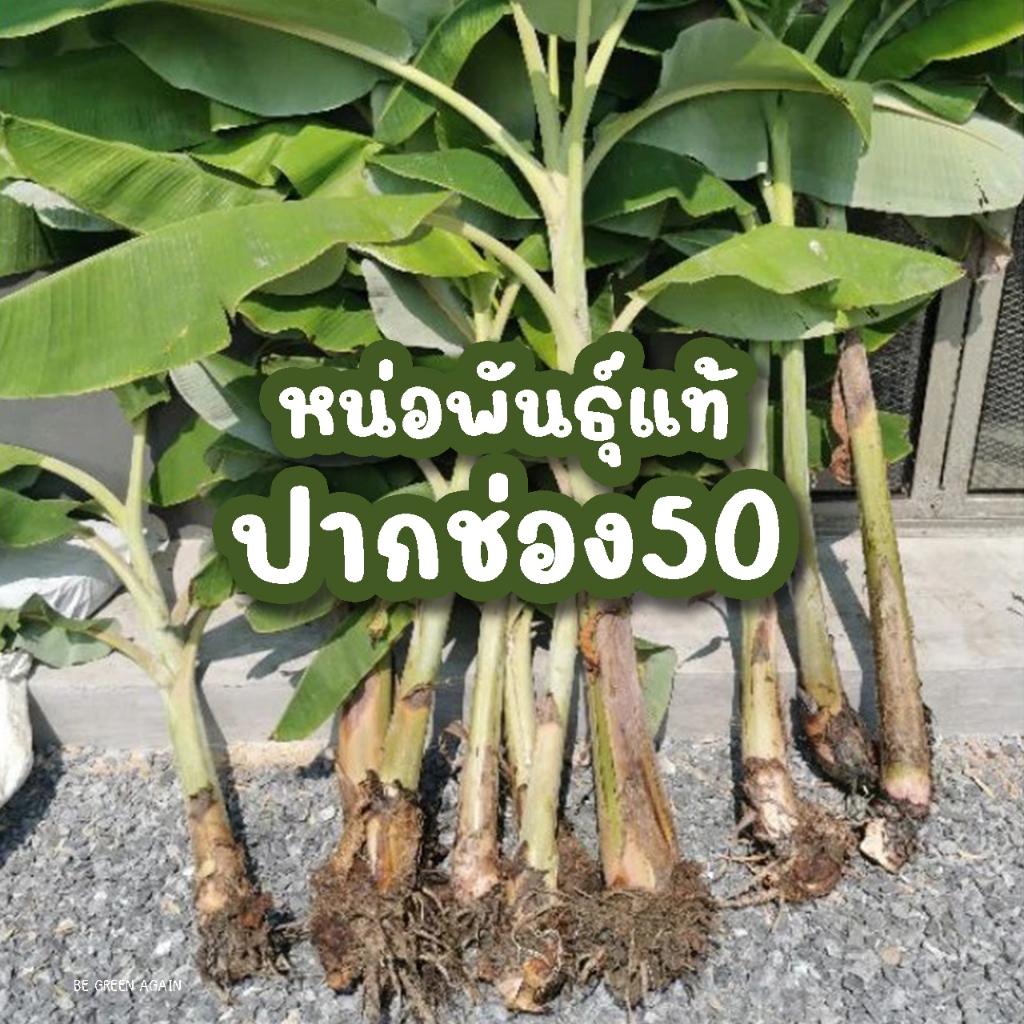 หน่อกล้วยน้ำว้า พันธุ์แท้ ปากช่อง50 โตไวกว่า กล้วยหอม กล้วยไข่ มะนาว มะม่วง มะยงชิด มะละกอ ลำไย  ขึ้
