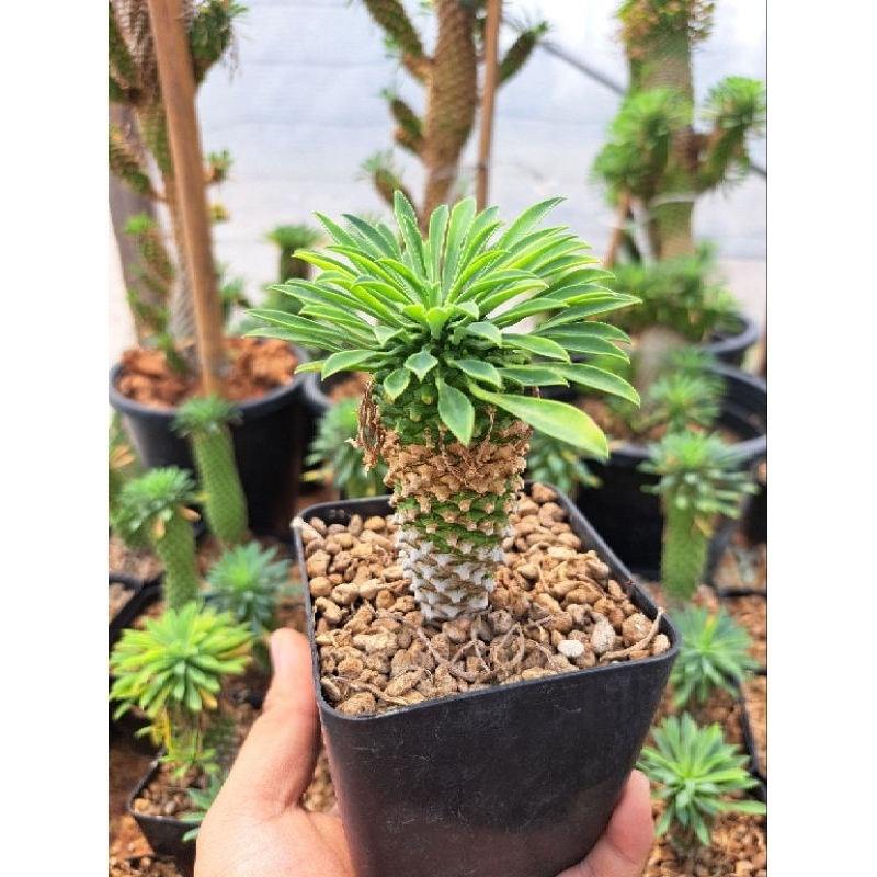 Euphorbia Sotetsu Kirin (ยูโฟเบีย คิริน)🔥 หลากหลายขนาด