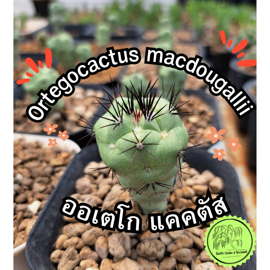 "ออเตโก Ortegocactus macdougalli" แข็งแรงทุกต้น "Rare Item" Size 1.5-2 cm