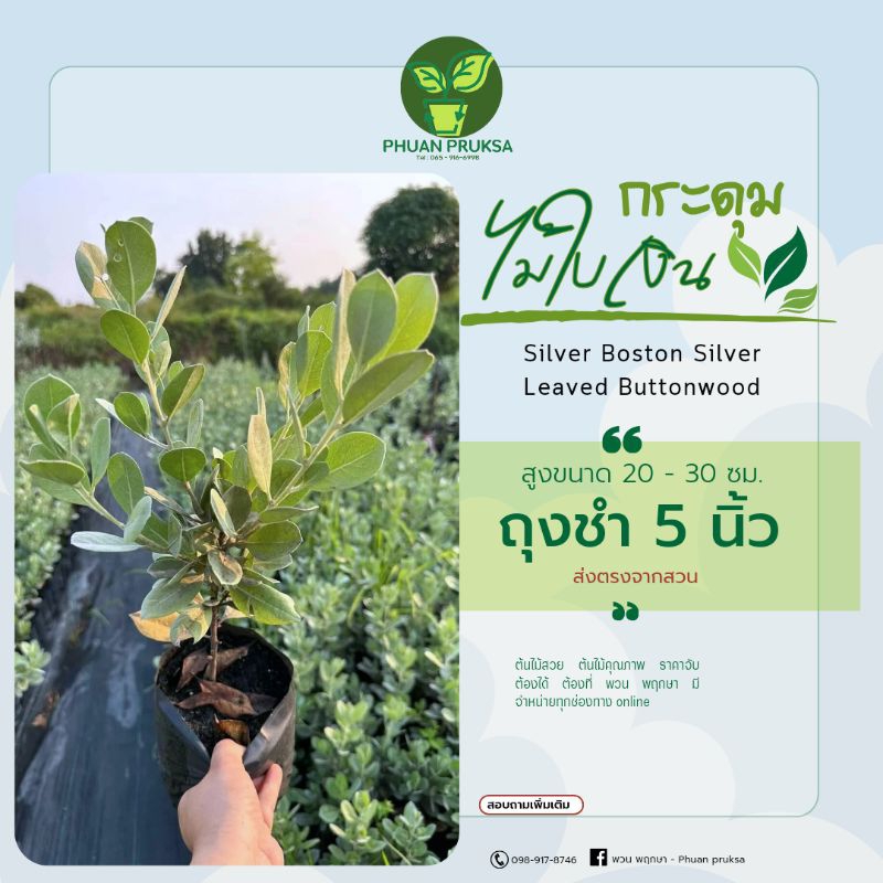 ต้นกระดุมไม้ใบเงิน Silver Boston สูง 22-30 ซม. Silver Leaved Buttonwood (ถุงชำ5นิ้ว)
