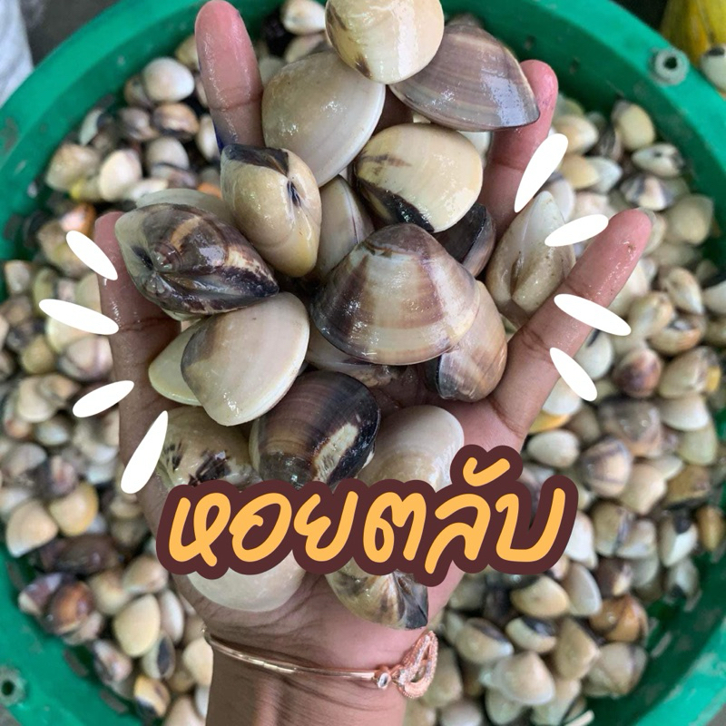 หอยตลับ แพ็ค 1000 กรัม ฟรีโฟม