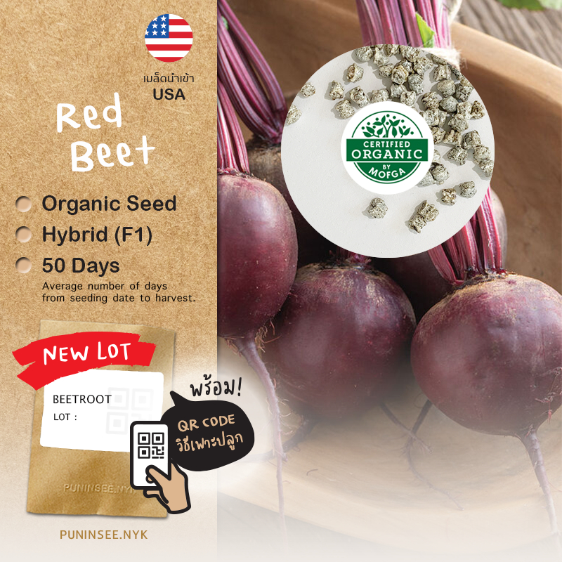เมล็ดผักนำเข้า บีทรูท Beetroot (Organic Seed)  Superfood บีตรูต หัวบีท เนื้อสีแดงม่วง
