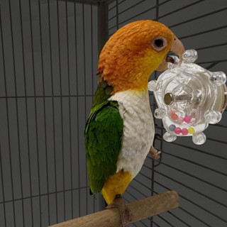 E-72 ของเล่นหมุน ของเล่นนกแก้ว แก้เบื่อ ให้ได้ใช้พลังงาน มาเ…