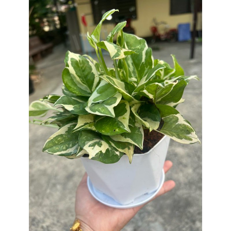 พลูงาช้าง  Epipremnum aureum “กระถางขาวพร้อมจานรอง 6”  ไม้ฟอกอากาศ ตระกลูพลู ไม้เลื้อย ด่างขาวเขียว