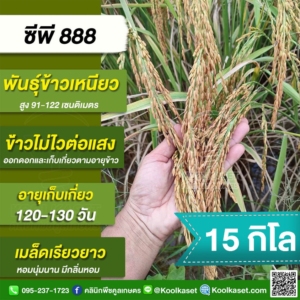 พันธุ์​ข้าว ข้าวเหนียว CP888 ซีพี888 นาปี นาปรัง ไม่ไวแสง อายุ 110-130 วัน บรรจุ 15 กก. พร้อมปลูก คูลเกษตร KR28.1