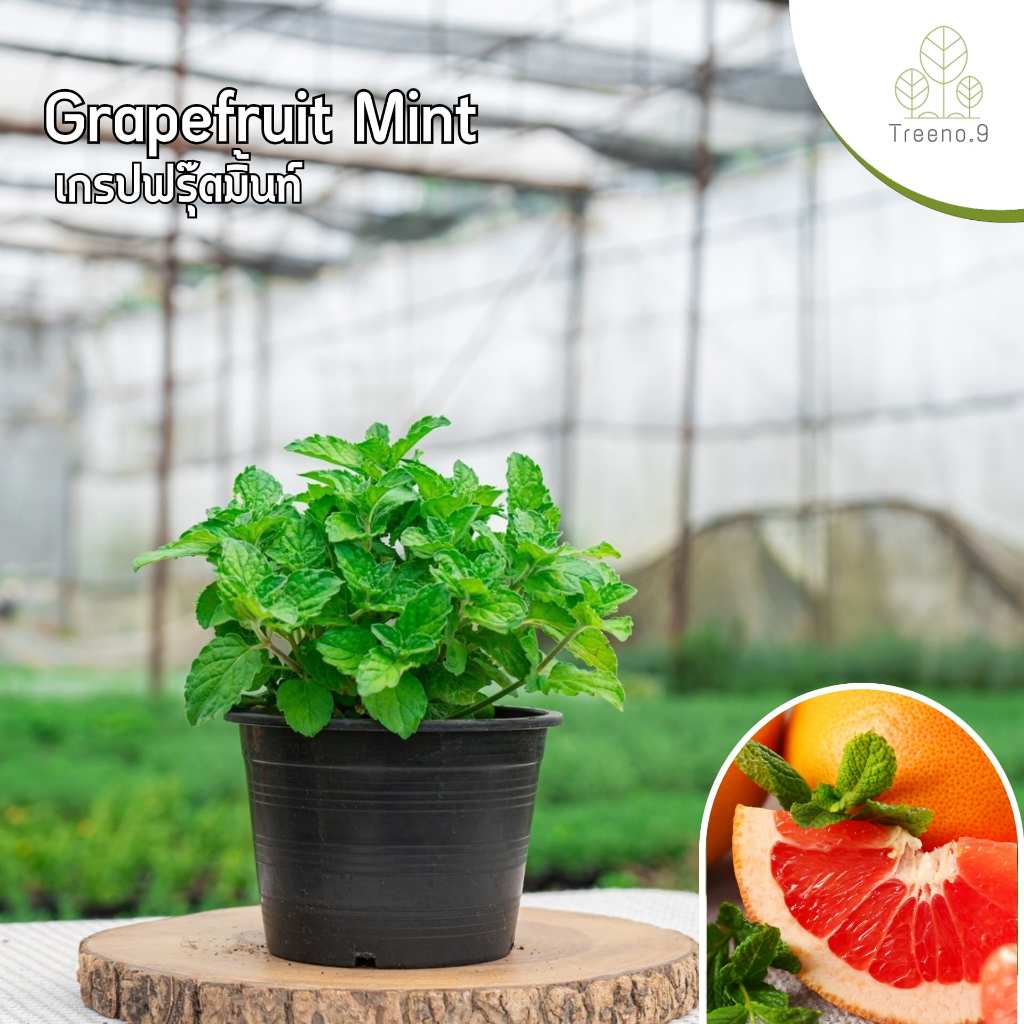 Treeno.9 T225 เกรฟฟรุตมิ้นท์ Grapefruit Mint ส่งแบบ กระถาง 6 นิ้ว กลิ่นหอม ใบใหญ่สวย ใช้ปรุงและประดับอาหาร