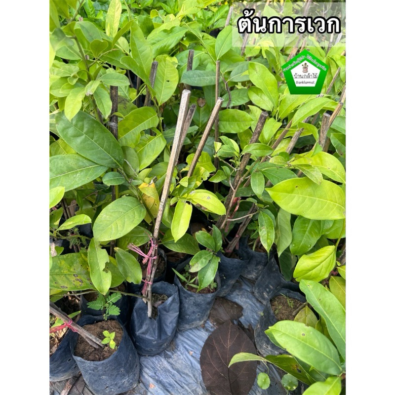 ต้นการเวก 🎉ต้นแข็งแรง 🌿 สินค้าเสียหาย แจ้งทางร้านได้เลยจ้า