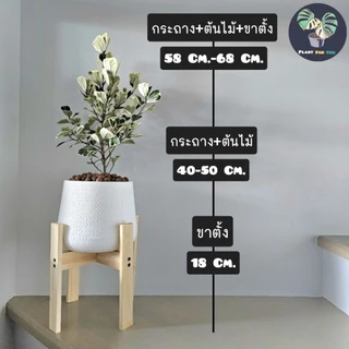 ❣️💰ต้นหัวใจเศรษฐี (ต้นไม้มงคล) พร้อมกระถาง"+จานรอง+เม็ดPopper+ขาตั้งไม้สน