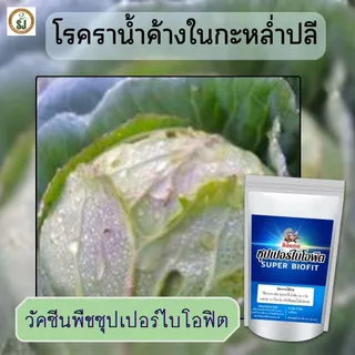 วัคซีนพืชป้องกันโรคพริกเน่า โรคกุ้งแห้ง ผลเน่า โคนเน่า ใบหยิก ใบเหลือง โรคพริก เชื้อรา เชื่อไวรัส โรคพืชในฤดูฝน ไคโตซาน