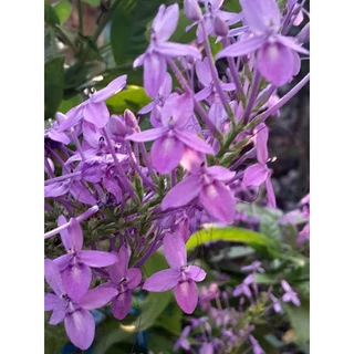 ดอกเข็มสีม่วง1ต้นถุงดำไม้ดอกไม้ประดับ