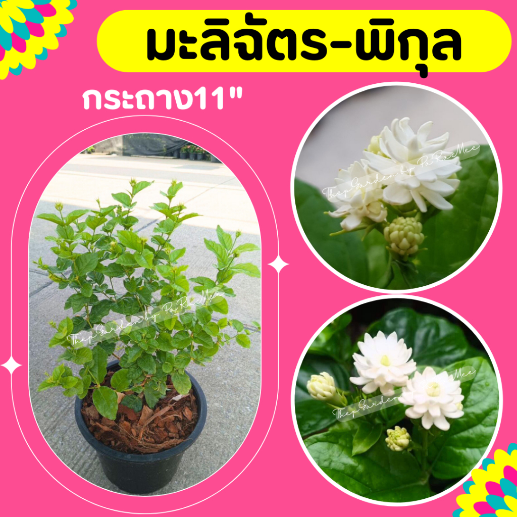 ต้นมะลิฉัตร-พิกุล กระถาง 11 นิ้ว