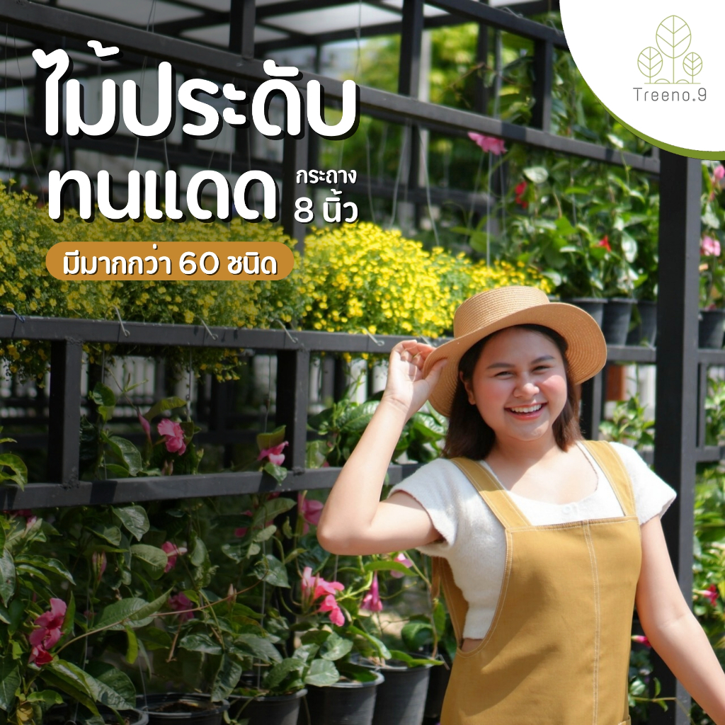 โปร 11/11 3-11 ซื้อ 2 ต้น แถมปุ๋ยฟรี 1 รวม ไม้ประดับ ทนแดด ซื้อ5แถม1 มีมากกว่า 30 ชนิด กระถางแขวน 8 