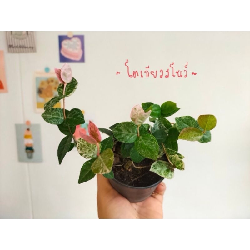 โตเกียวสโนว์ ไม้เลื้อย (ตีนตุ๊กแกด่าง)