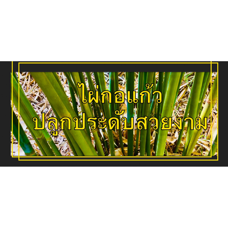 ไผ่กอแก้วชุด 6ต้น(ต้นสูงประมาณ 100 - 120 เซนติเมตร)